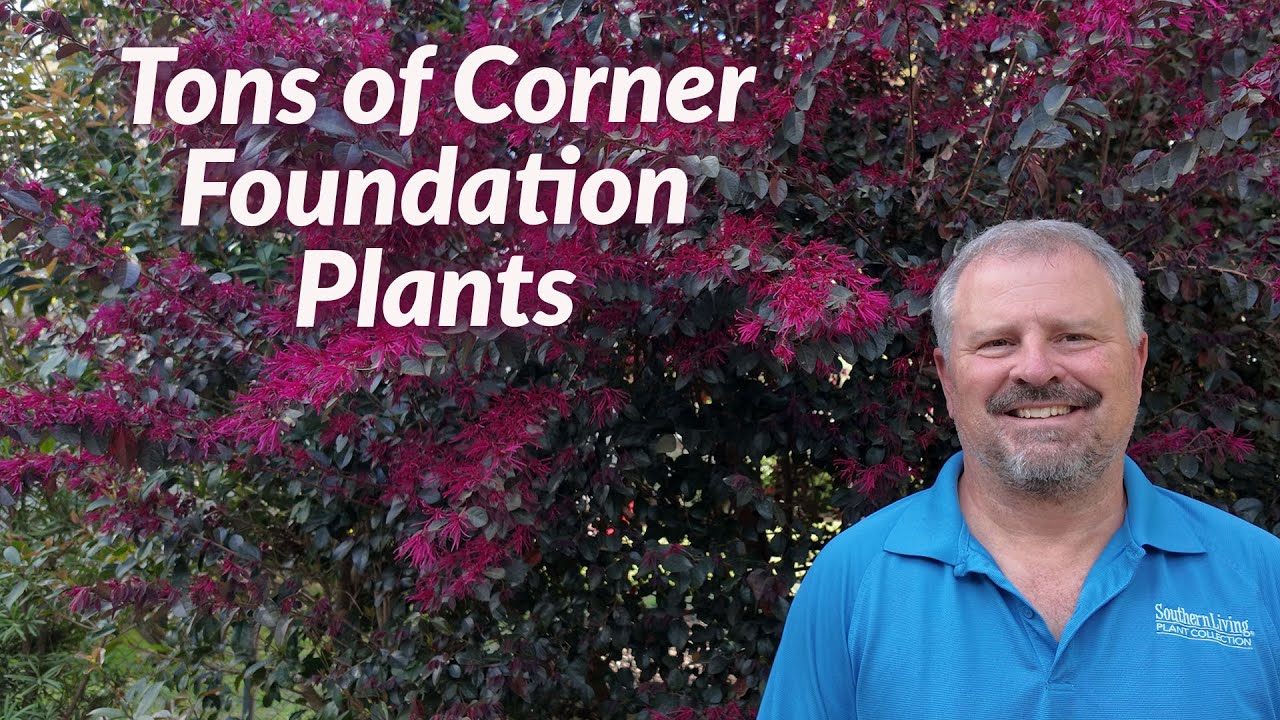 50 Plus Plants for Foundation Corners - Tall and Narrow Garden Shrubs