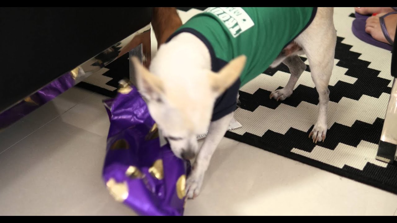 [4K] Chihuahua rips open xmas presents