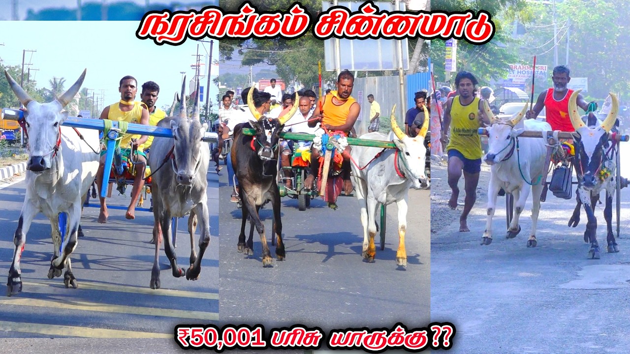 3நரசிங்கம்-சின்னமாடு-பந்தயம்_15.02.2026_V_Photography