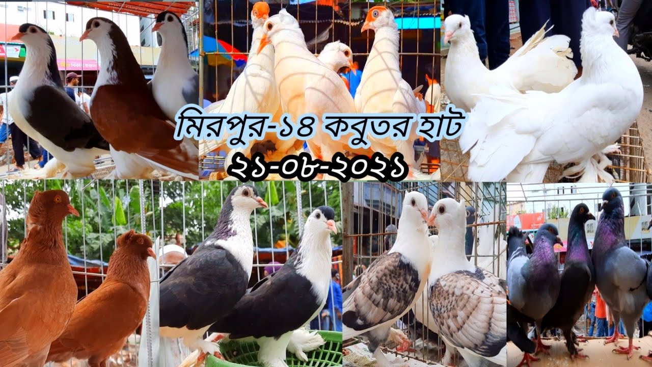 Biggest Pigeon Market In Mirpur | Kabootar Bazar Update Price | Kabutar Hat Dhaka