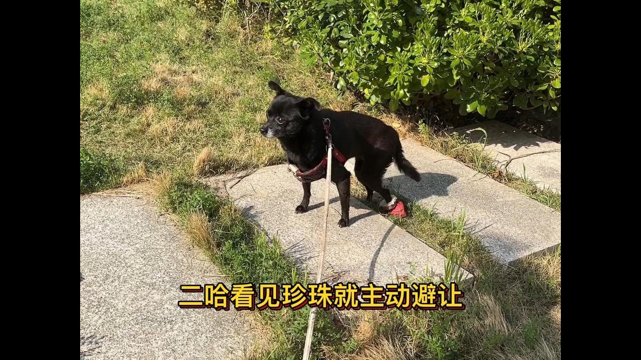 收养的残疾流浪狗活泼自信，出来玩时，小狗看见她都主动避让