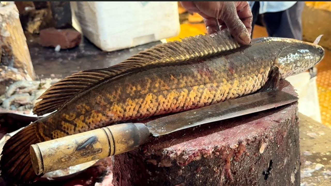 Amazing Big Sola Fish Cutting Skills In Fish Market | Fish Cutting Skills