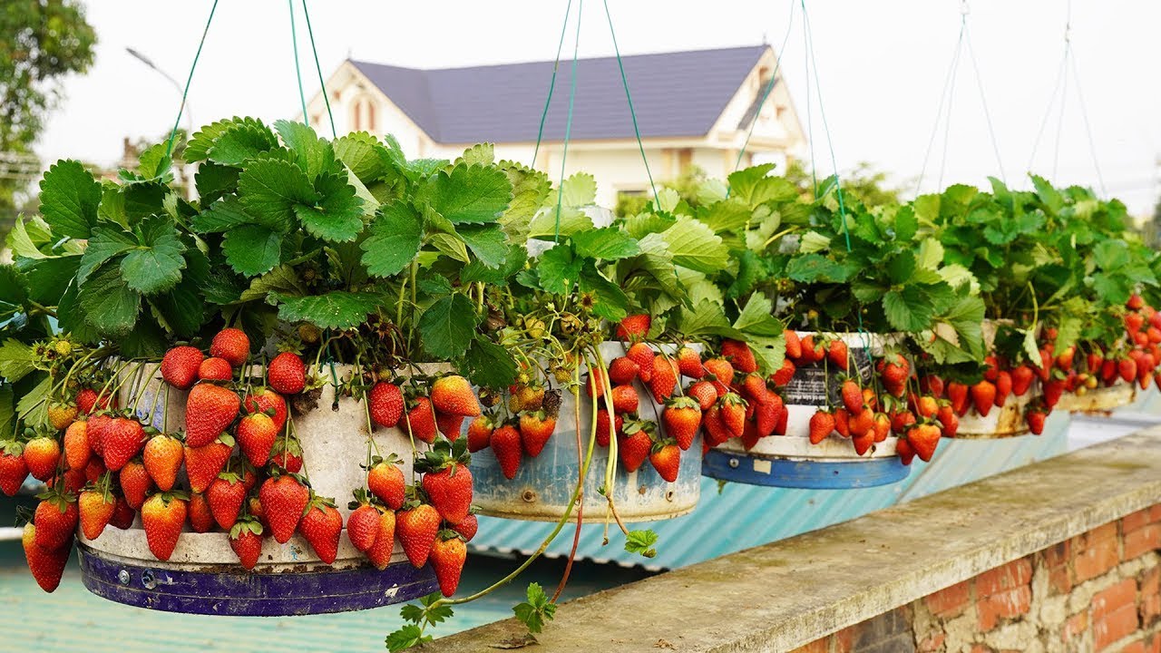 Grow STRAWBERRIES 10 Times FASTER Than Your Neighbors!