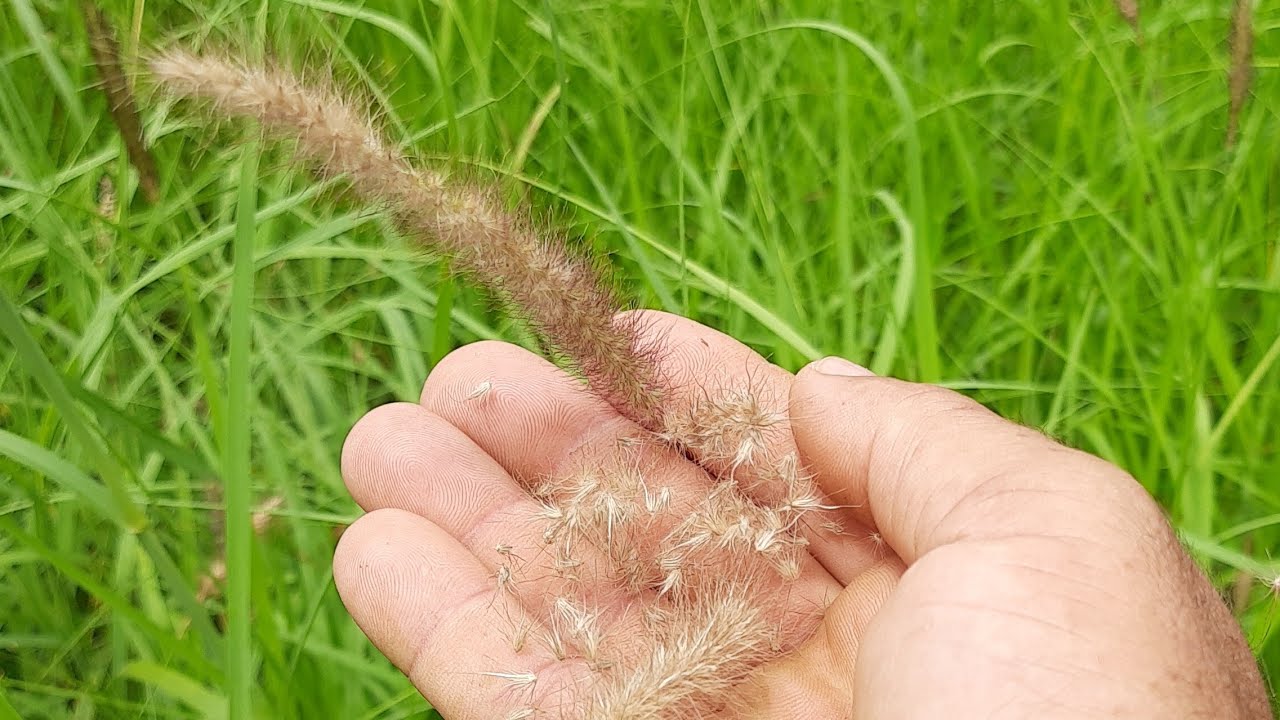 BUFELL ARIDUS GIGANTE  É O IDEAL PARA SUAS PASTAGENS NÃO CAIAM EM ARMADILHA COM SEMENTES DO ANÃO