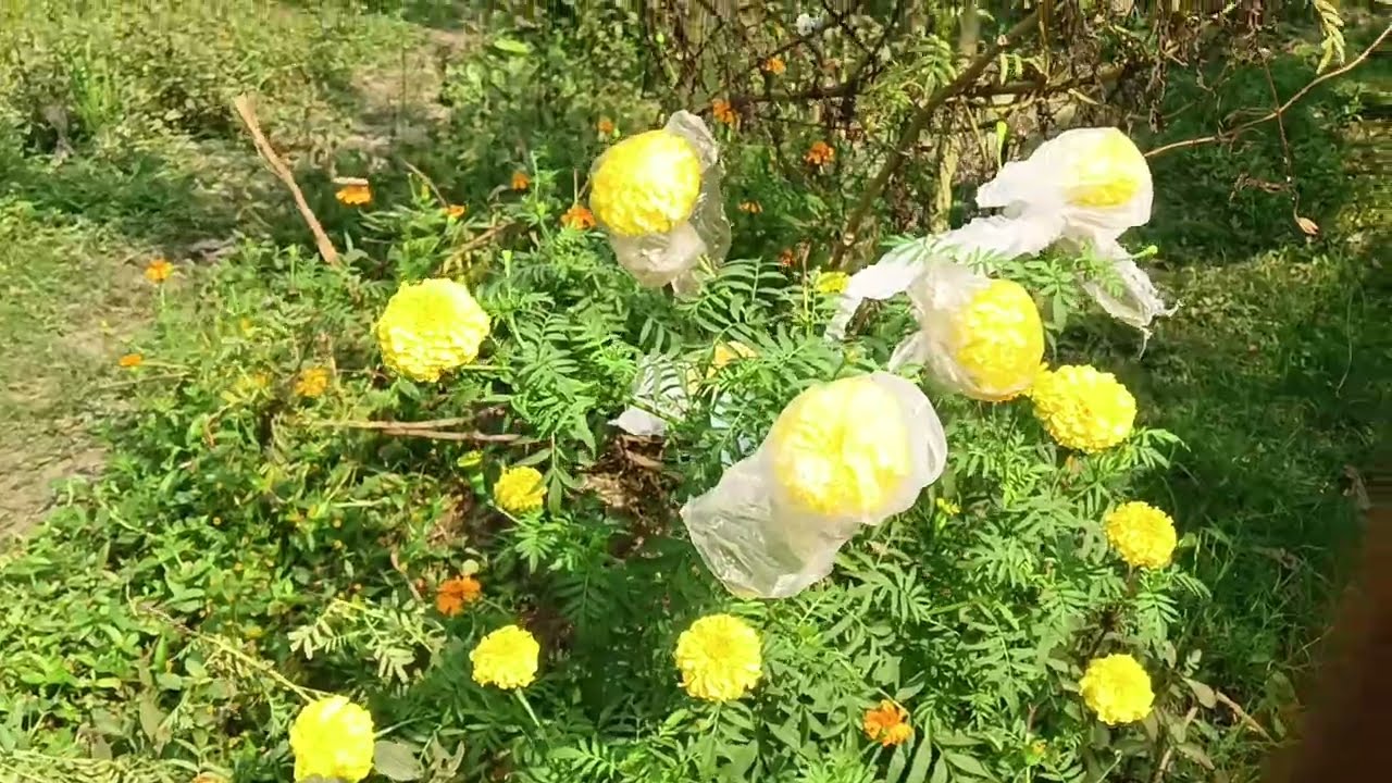  যাচ্ছি আমরা ধনে বীজ ছড়াতে আমাদের বাগানে তার সঙ্গে দেখো আমাদের মিল্কি কেমন খেলা করছে #vlog 