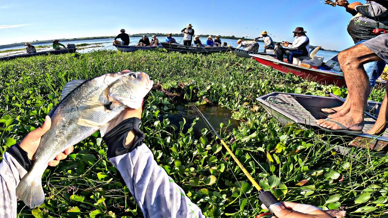 CARDUME DE CORVINÃO ATACANDO DE BAIXO DA MOITA! PESCARIA DE CORVINA NO RIO TIETÊ EM SALES-SP