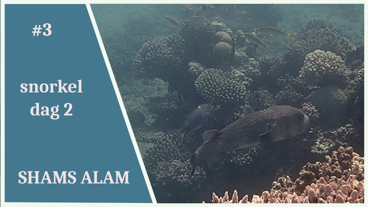 Shams Alam snorkel dag 2