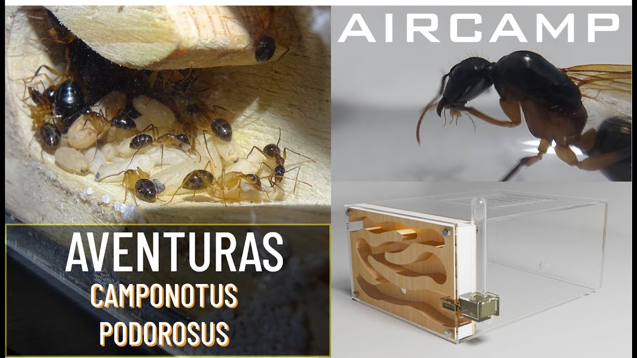 Aircamp Camponotus Pudorosus