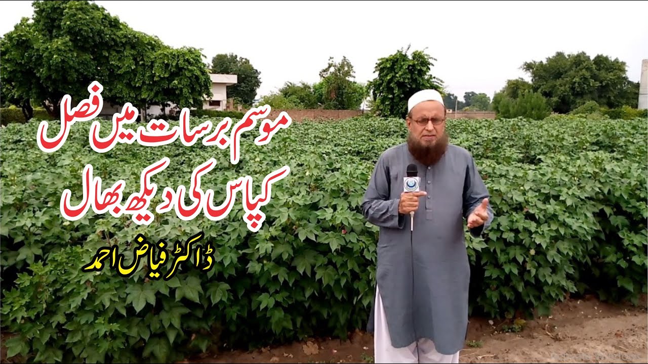 Cotton crop management in monsoon || Rainfall and Cotton Crop Management