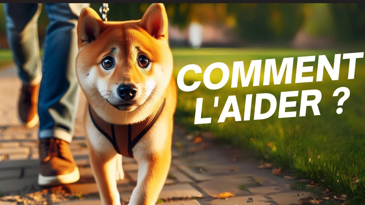 Votre chien a peur des gens? Voici ce qu'il faut faire