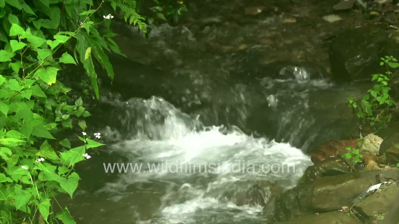 Hidden Forest Waterfall in the Himalayan Foothills | Lush Green Nature Scene
