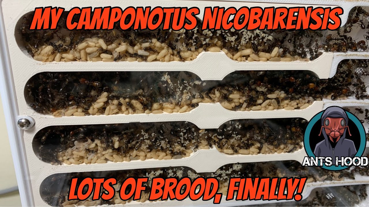 Мой Camponotus Nicobarensis, наконец-то много расплода!