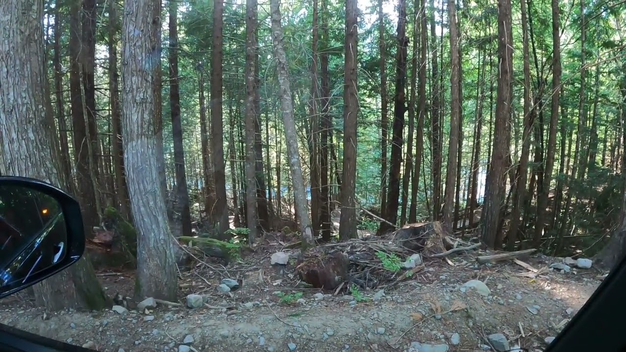 Bear Viewing Tour with Larry from Whistler Discovery Tours, 2nd August 2023
