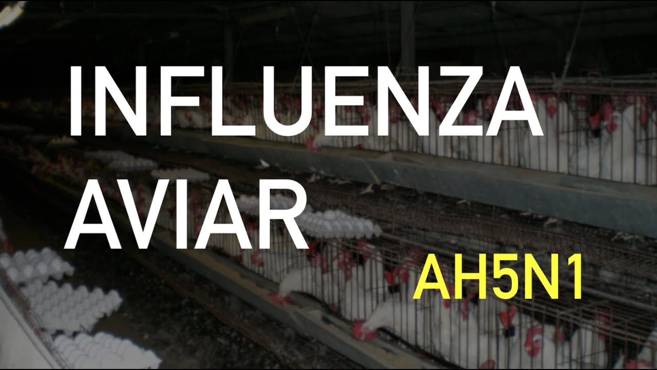 INFLUENZA AVIAR (AH5N1) Y POTENCIAL PANDÉMICO