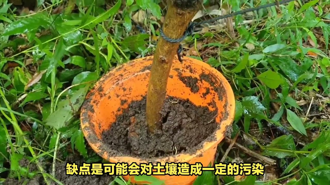 除掉大树，环保又省事？这三种方法让你轻松达成！