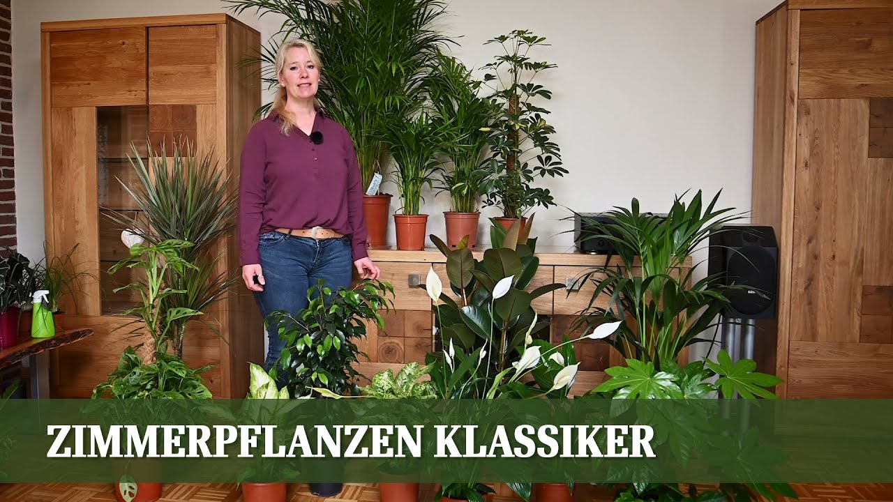 Zimmerpflanzen Teil 1 - Die Klassiker, Pflege und Ansprüche