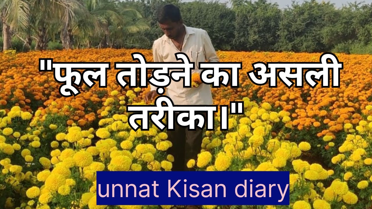 फूलों के खेत से फूल तोड़ने का सही तरीका | Best way to harvest flowers
