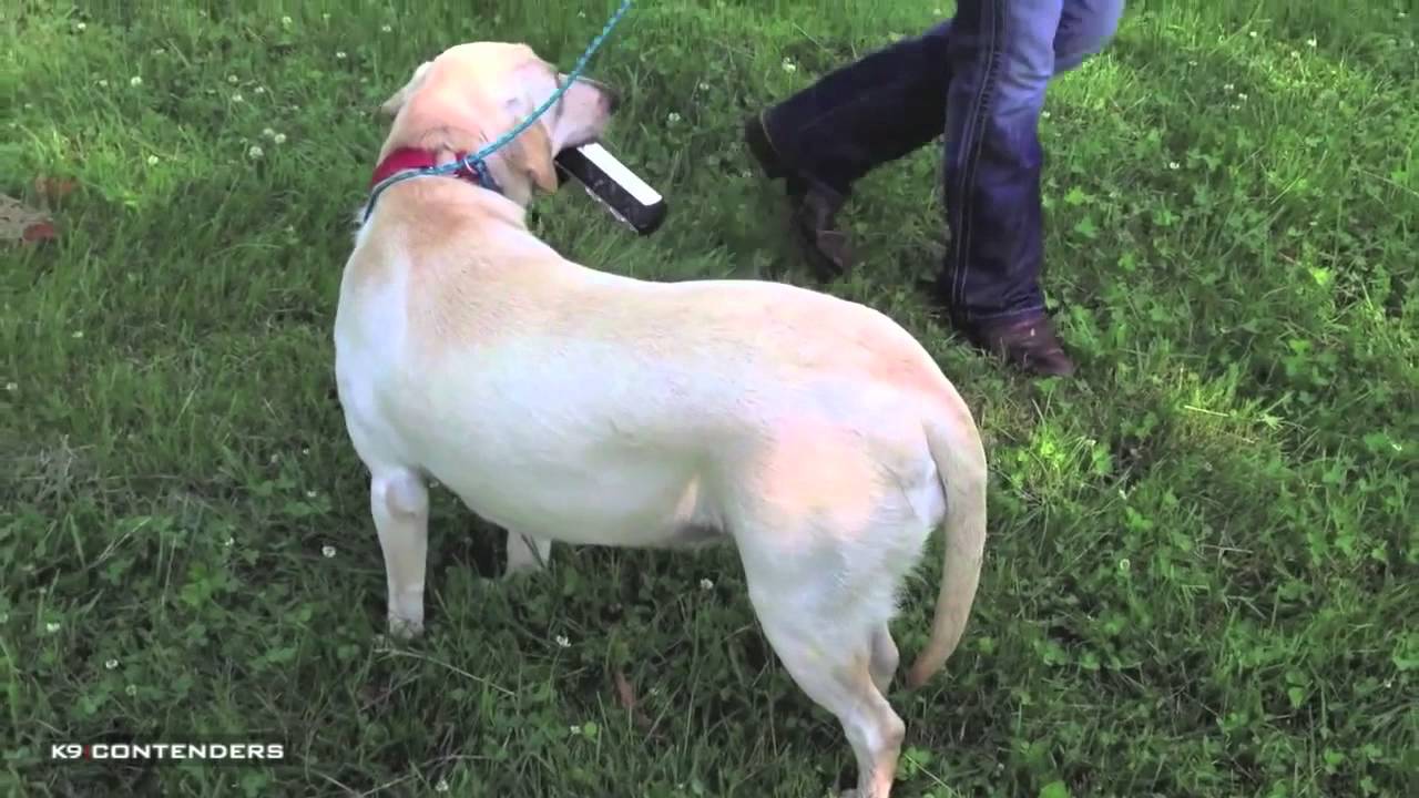 K9 VET - Cold Tail or Limp Tail