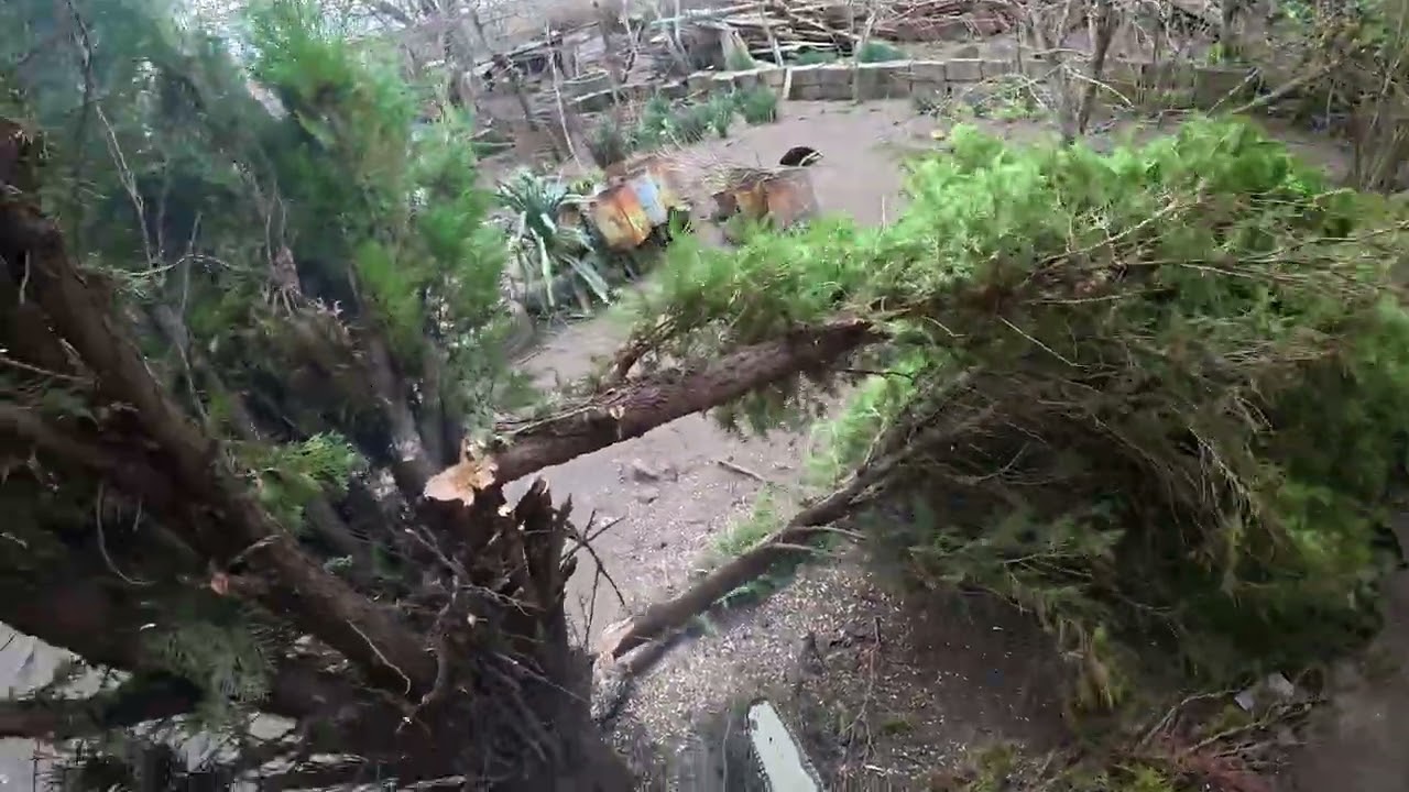AĞAÇ BUDAMA 🌲 