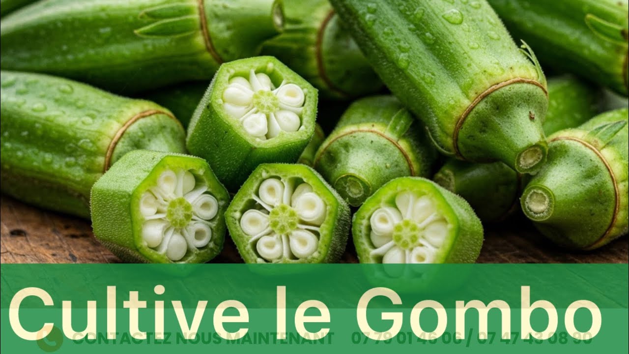 Voici la culture la plus rentable au monde : LE GOMBO KIRIKOU