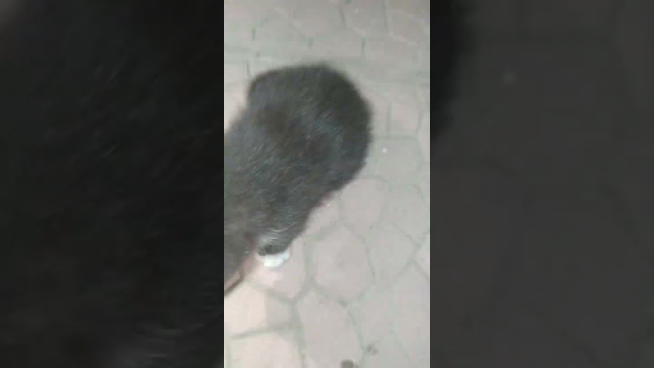 Kediler sevme kuzenlerle kedi sevme 