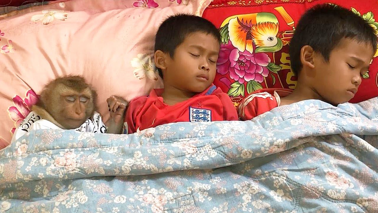 Good Boy Jason Join Comfy Nap With Both Brother After Listen Fairytales