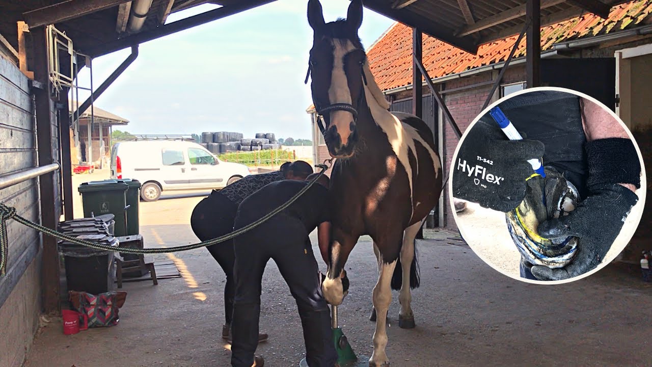 Kijk mee met de NATUURLIJK BEKAPPER | likehorses