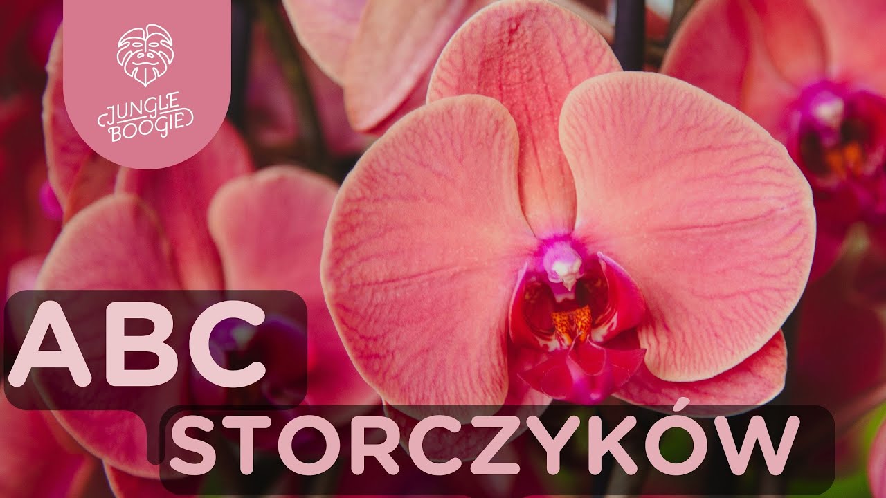 Wszystko, co musisz wiedzieć o storczykach - dowiedz się, jak mieć zadbane i kwitnące falenopsisy