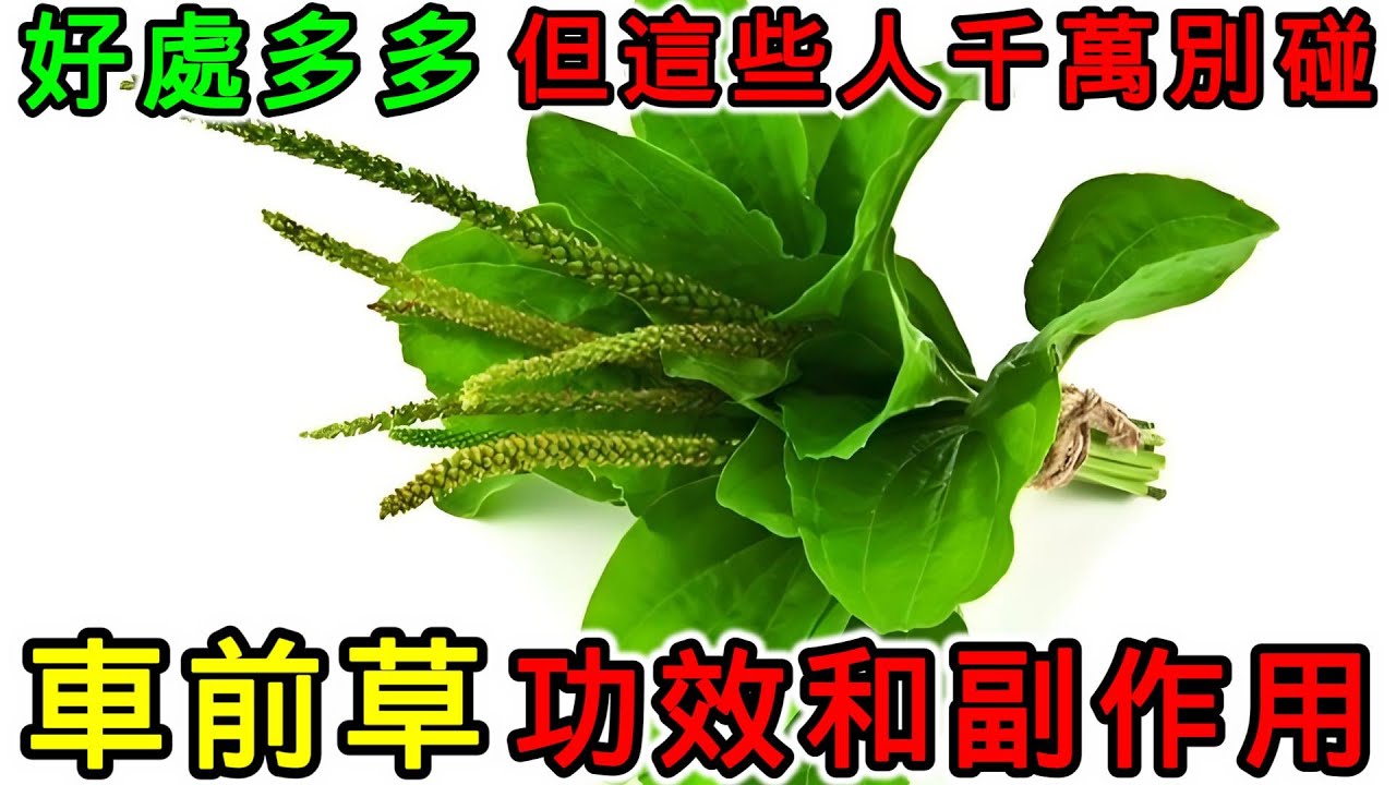車前草的功效和副作用，車前草怎麼煮？車前草不能和什麼一起吃？什麼人不能服用車前草？