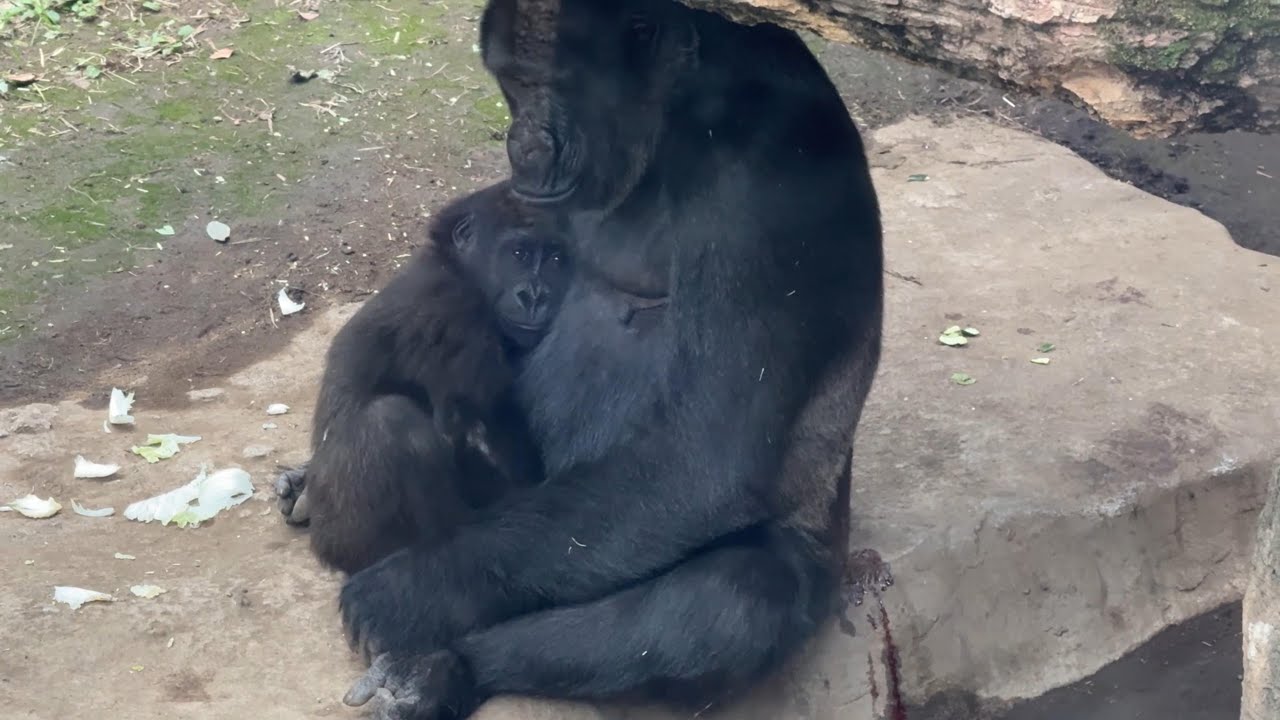 gorlla スモモが寝ちゃったので横になれないトト【2024年‎11月1日】【上野動物園】 Toto can't lie down because Sumomo has fallen asleep.
