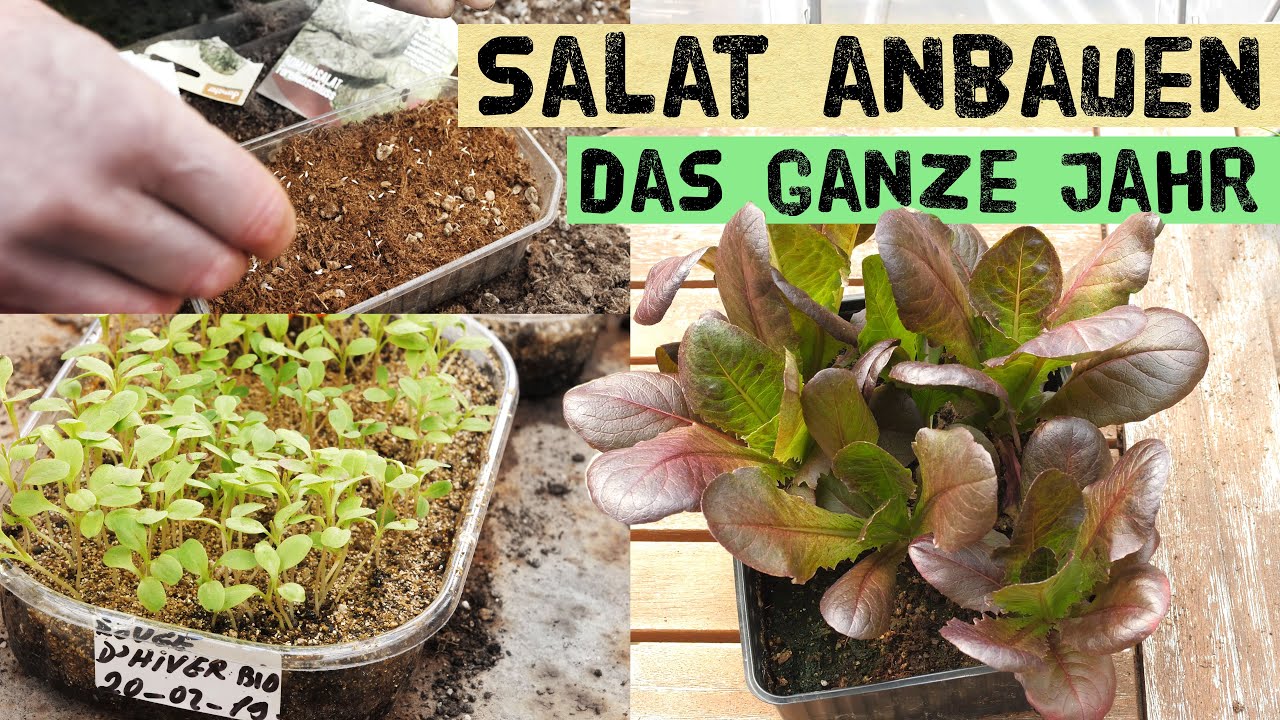 So baust du das ganze Jahr eigene Salate an - Aussaat, Düngung, Pflanzabstände, Salat pikieren