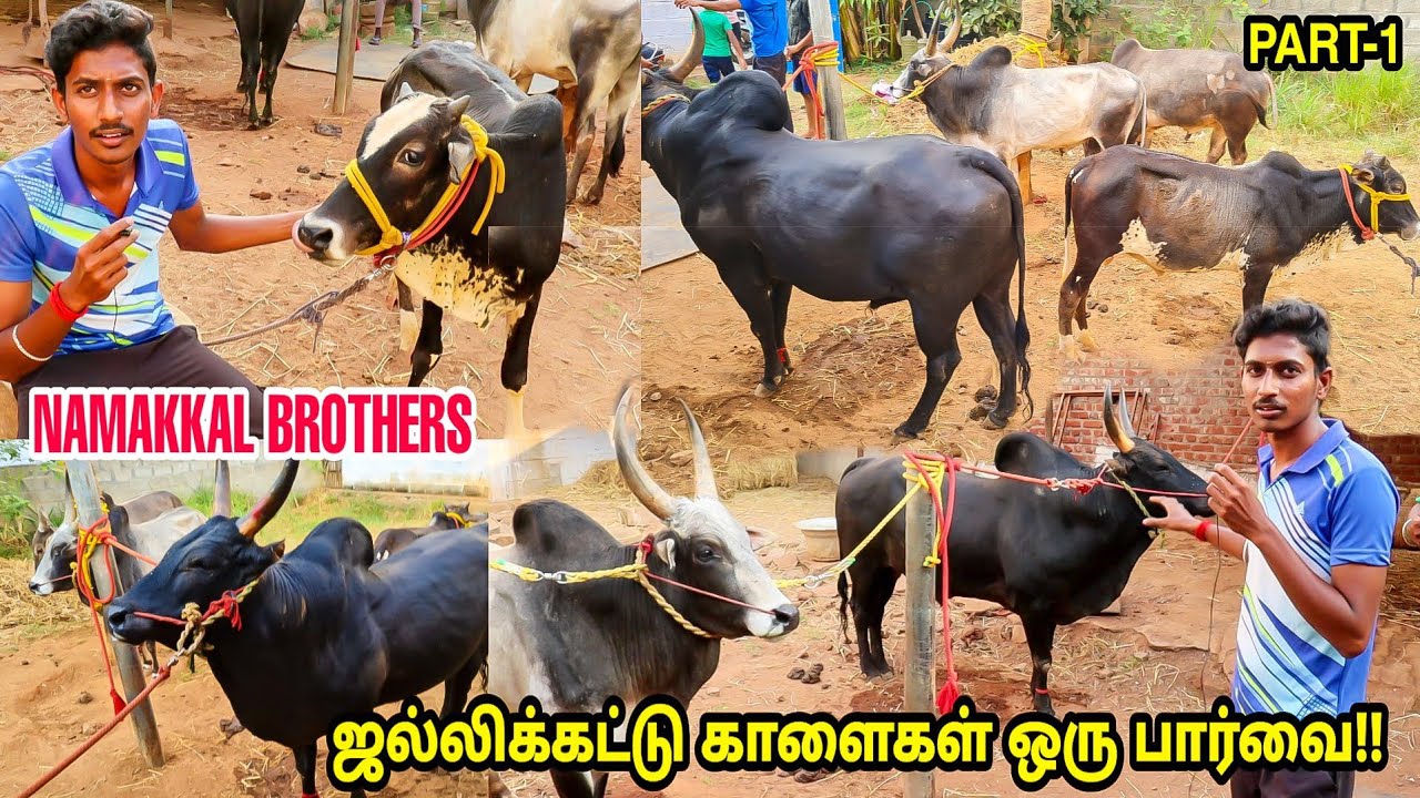 ஜல்லிக்கட்டு காளை வளர்ப்பு பற்றிய முழு தகவல்கள் | பகுதி-1 Namakkal Brother-In காளைகள் ஒரு பார்வை |