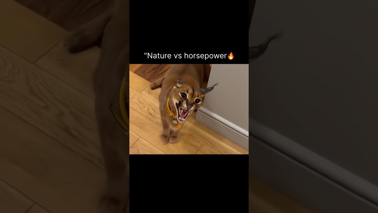 Caracal Roar vs Hellcat Engine Sound | Nature Imitates Horsepower 🔊