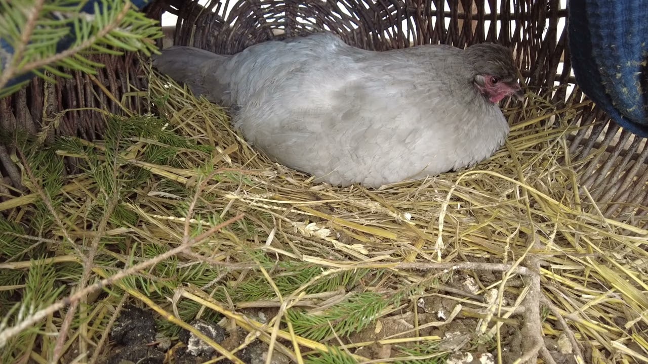 Hen Laying an Egg in Real Time | 1.5 Hours of Peaceful Chicken Coop Sounds 🐔🥚