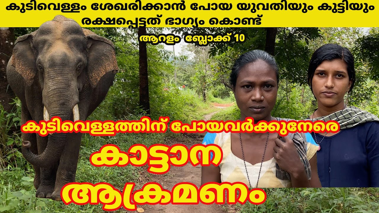 കുടിവെള്ളത്തിന് പോയവർക്കുനേരെ കാട്ടാന ആക്രമണം വെള്ളംകുടി  മുട്ടിക്കുന്നു #forest #aralam #elephant