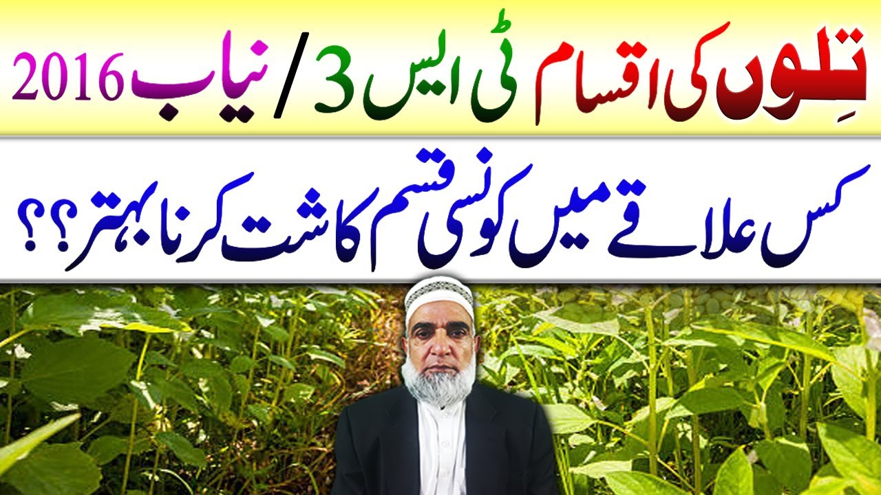 Which variety of Sesame is better || Niab 2026 Vs TS 3 || Crop Reformer