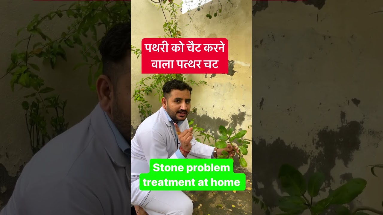 Kidney stone treatment at home remedies | gallbladder stone | Patharchatta | Bryophyllum