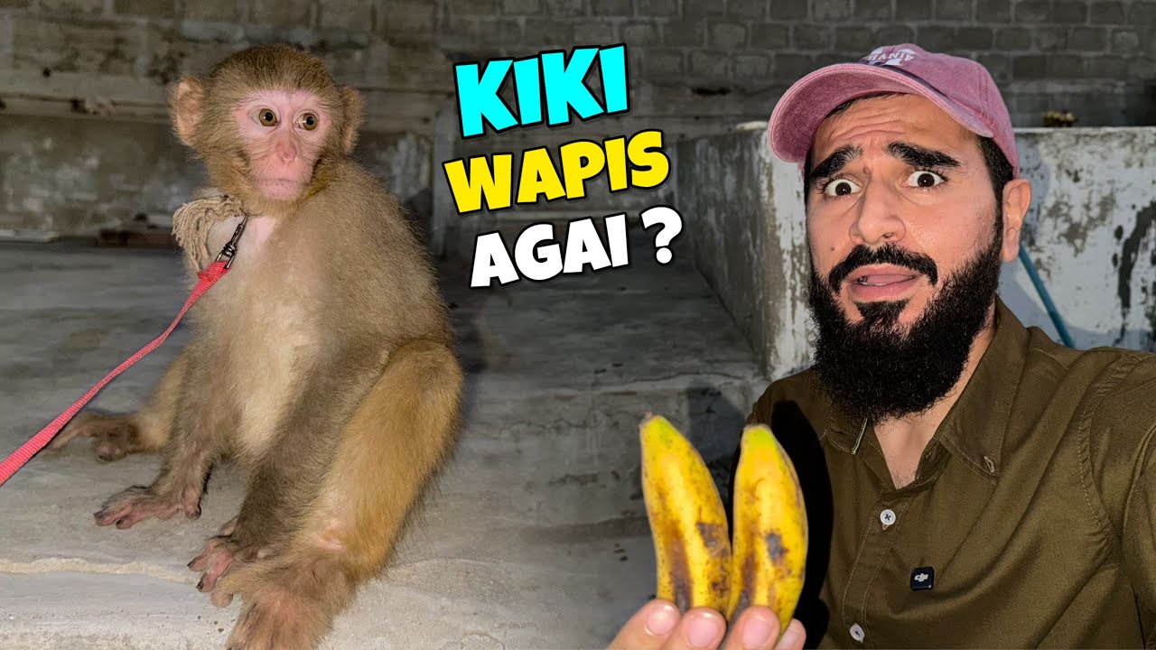 Hamari kiki wapis agai kia ?🐒 ab isko kese sambhalengy 😂