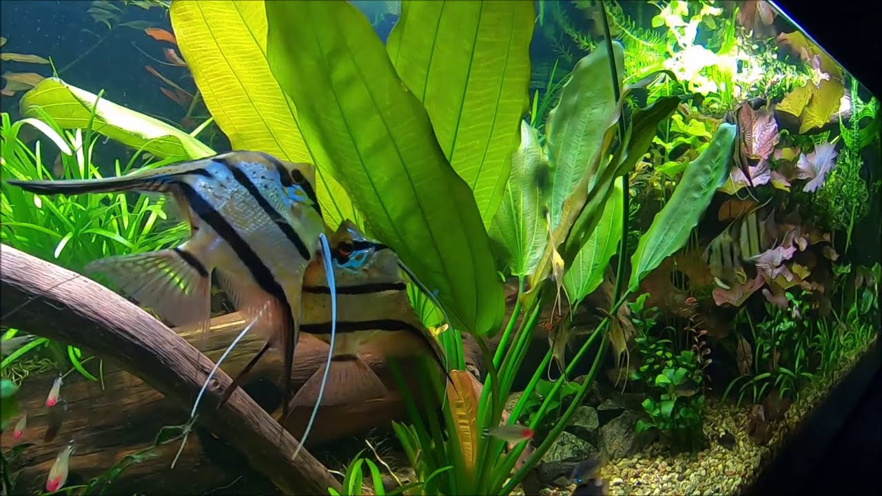 114. Pterophyllum scalare Rio Nanay - trzy ikry