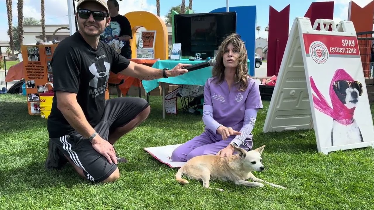 Dog therapist interview at adoption event