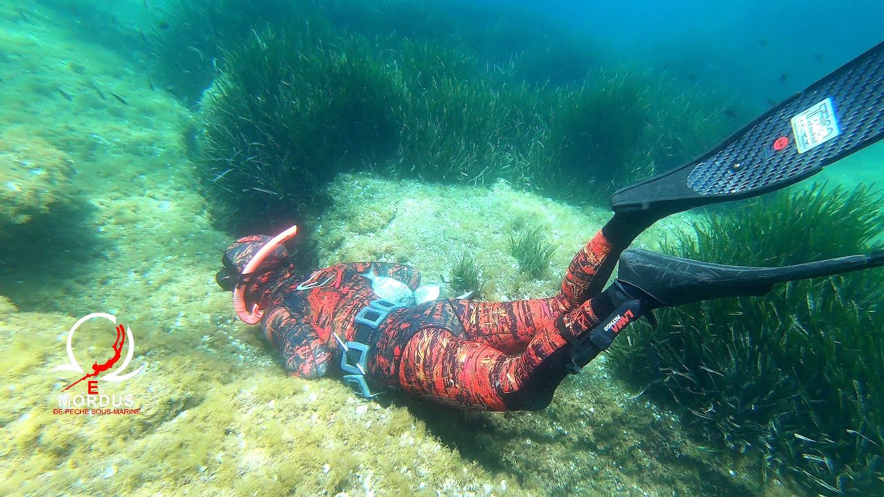 Chasse sous Marine aux Embiez ( Var ) les 12, 13 et 14 Juin, avec Thomas Spearfishing PescaSub.