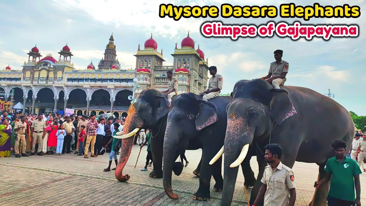 Mysore Dasara Elephants 2024 | A Glimpse of Gajapayana & Parade Rehearsal | Evening Walk Tradition👌🐘