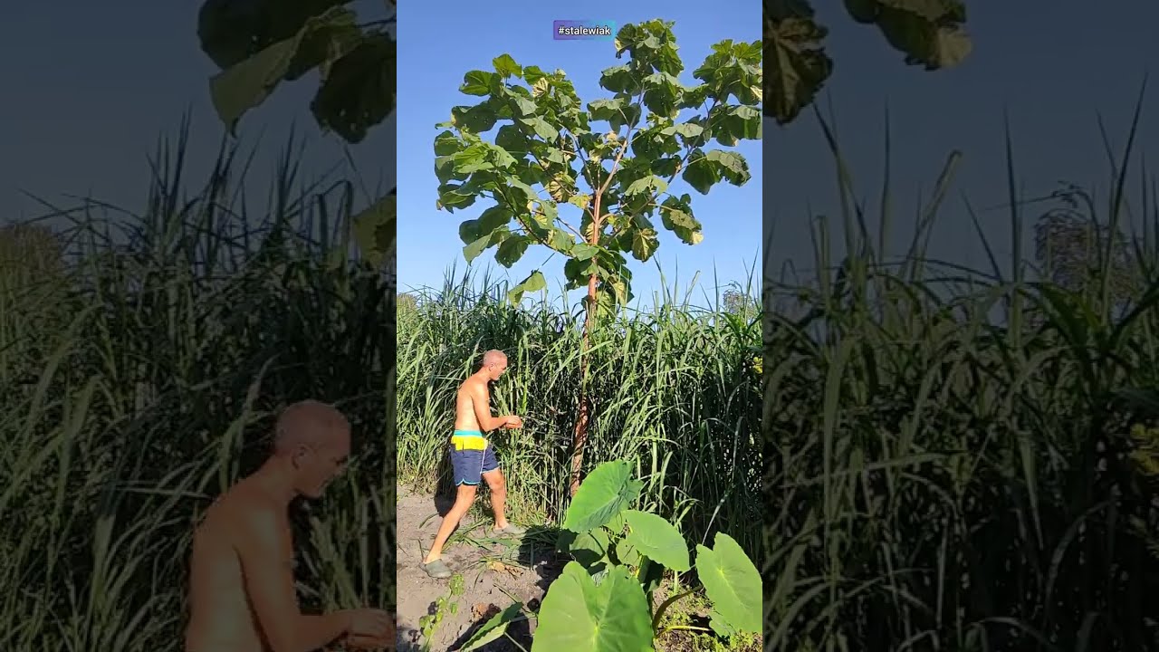Paulownia drzewo tlenowe. Cięcie, za rok na duże liście.