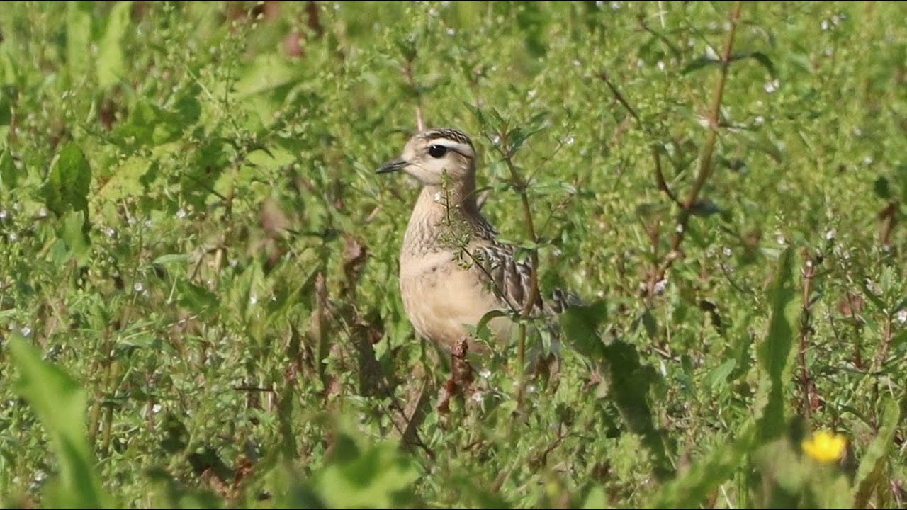 #60 Morinelplevier - Eurasian Dotterel