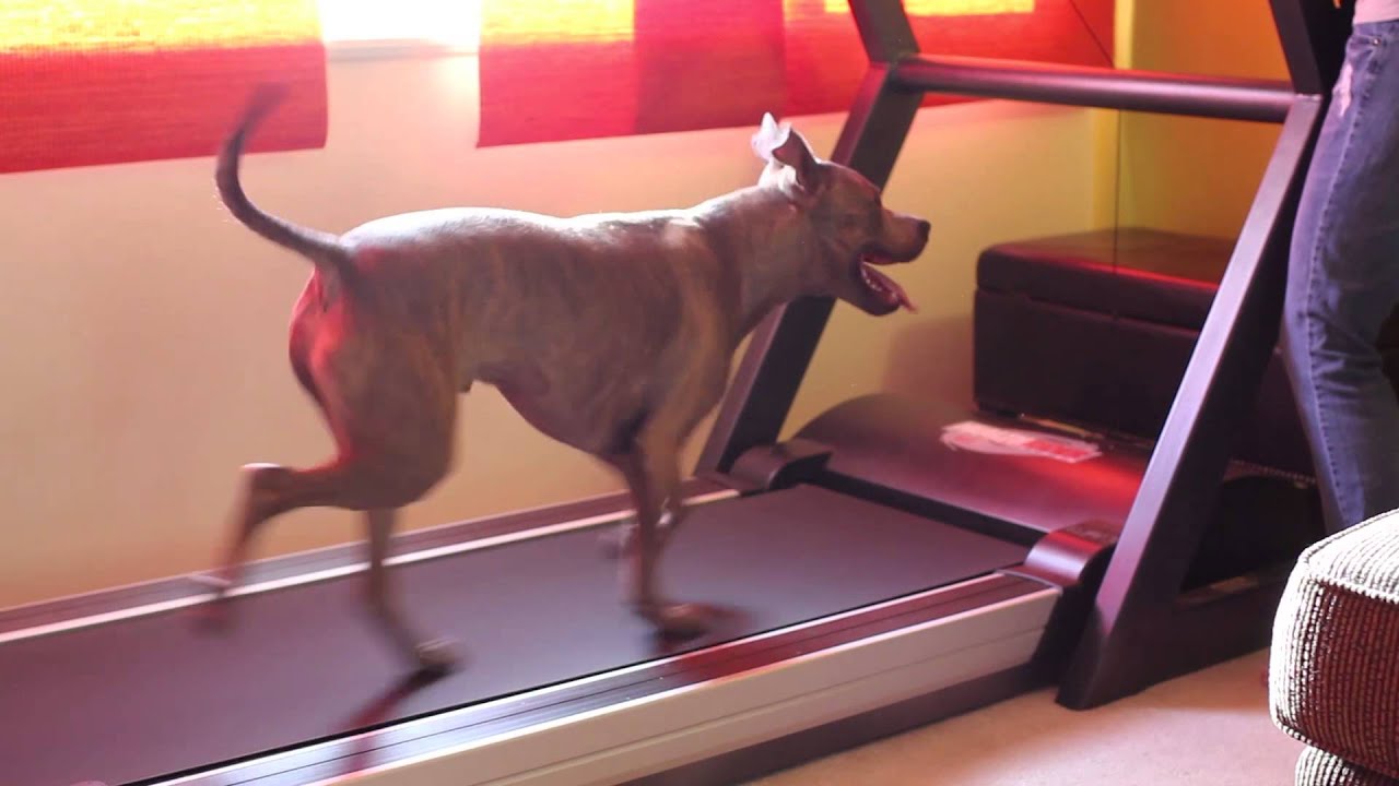Treadmill Training for Dogs
