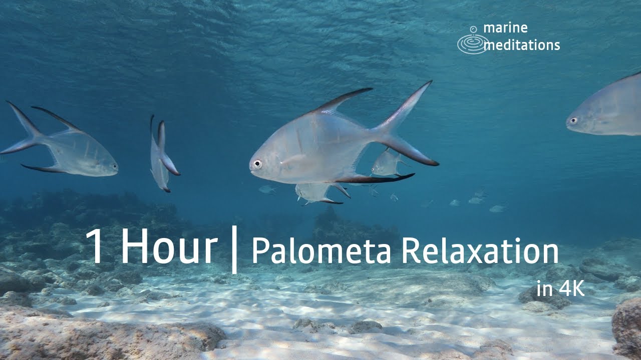 Reef Calm #02 | 1 Hour of Natural Caribbean Ambience