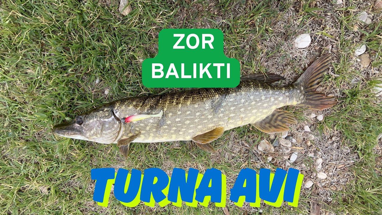 TURNA BALIĞI NASIL AVLANIR? TURNA AVI TEKNİKLERİ,PÜF NOKTALARI