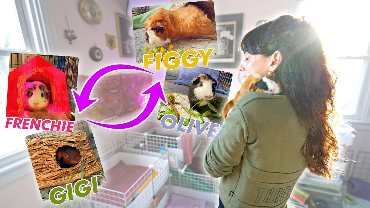 Switching Guinea Pig C&C Cages | Talking Fleas, Food, Bedding & Cage Size