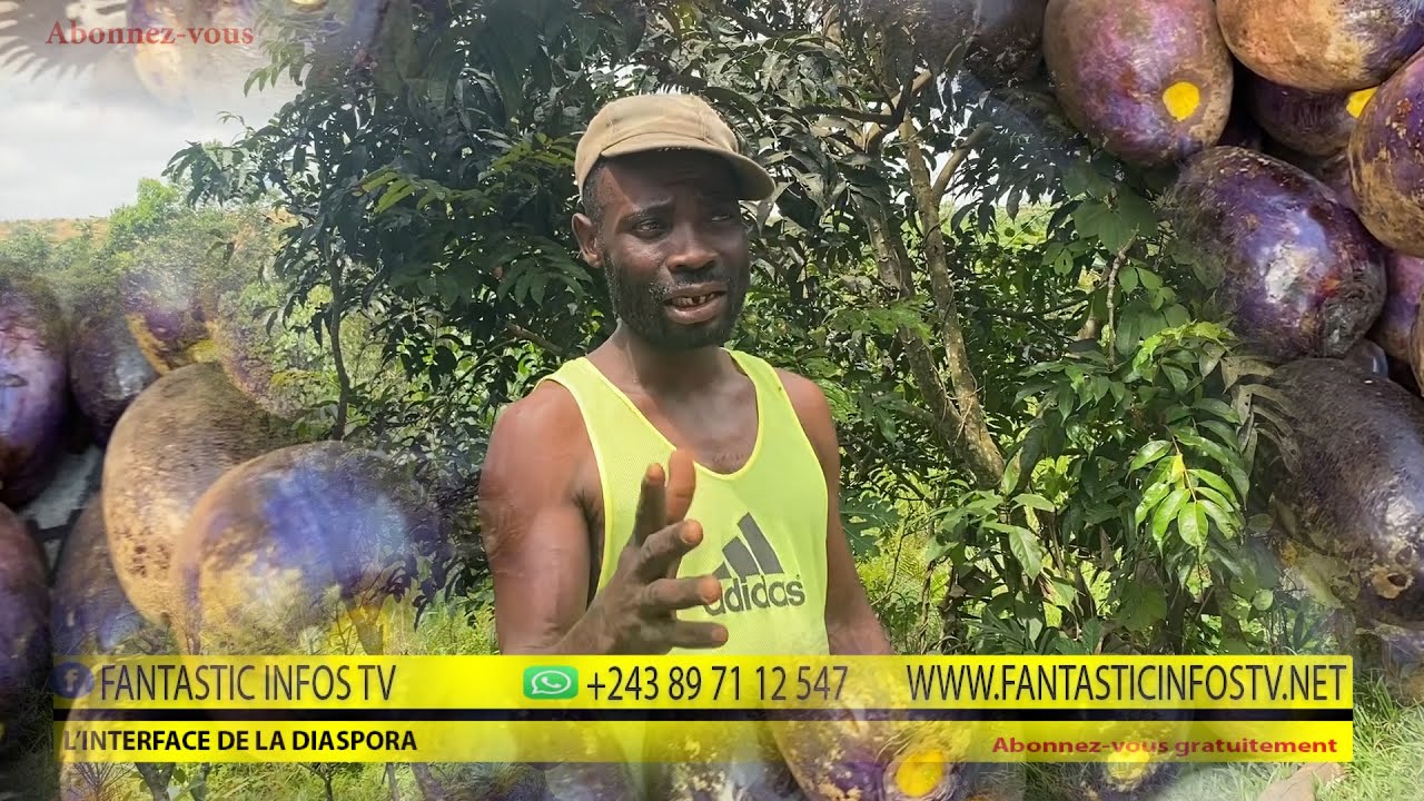 la culture du  safoutier te rendra  millionnaire RDC ( FANTASTIC INFOS TV )