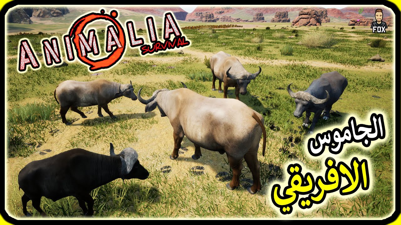 انيمليا سرفايفل | حياة الجاموس الافريقي  Animalia survival (32#)